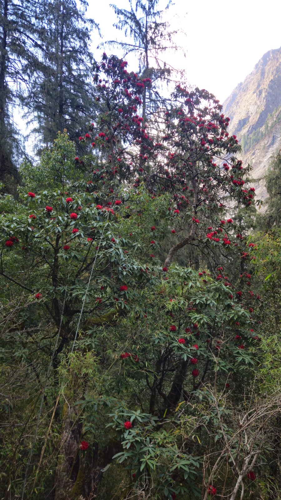 Trekking Tag 3