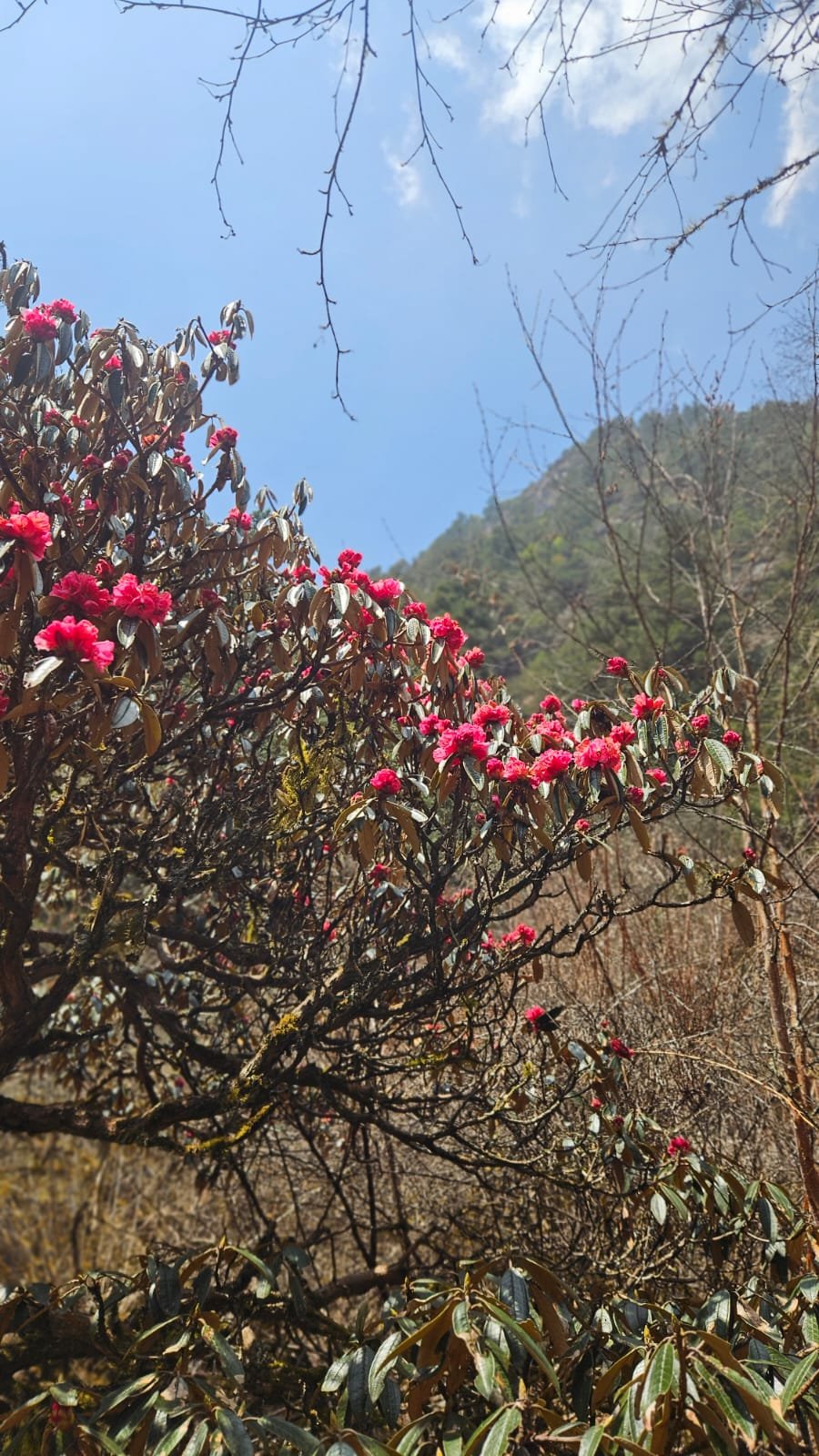 Abstieg von Bimthang über Goa nach Dharapani